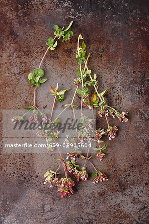 Fresh sprigs of oregano with flowers on a metal surface