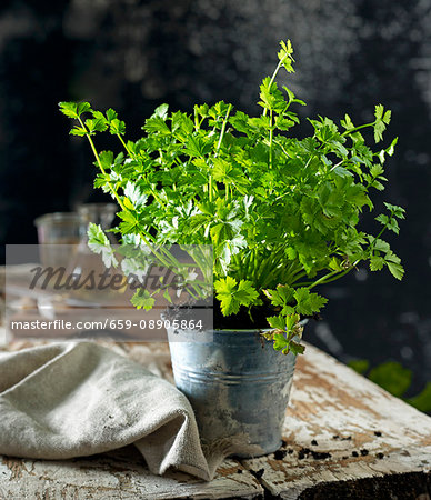 Leaf celery in a flowerpot