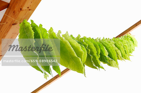 Tobacco leaves drying on a line