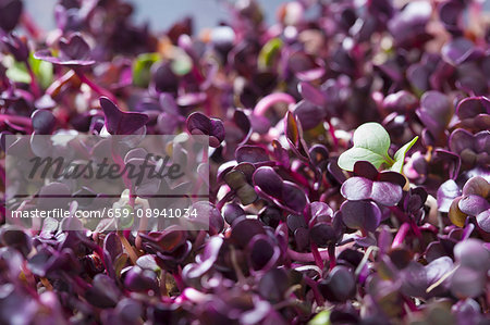 Red radish shoots