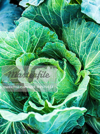 Savoy cabbages in the field
