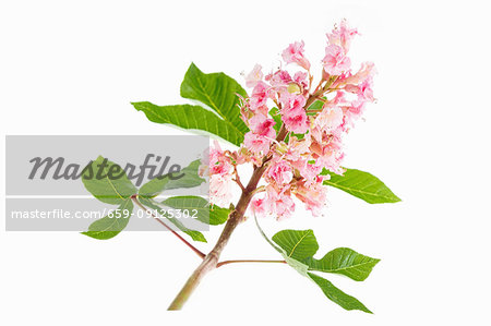 A branch with pink flowers and leaves