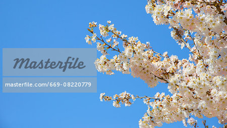 Cherry blossoms with blue sky Cherry blossoms with blue sky