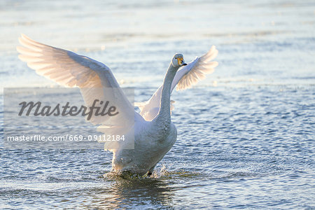 Swan