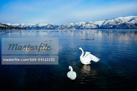Swan at Lake Kussharo, Hokkaido, Japan