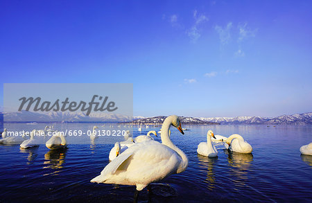 Swan in winter