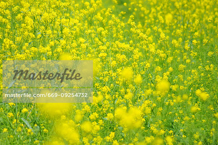 Mustard Flower Field Mustard Flower Field