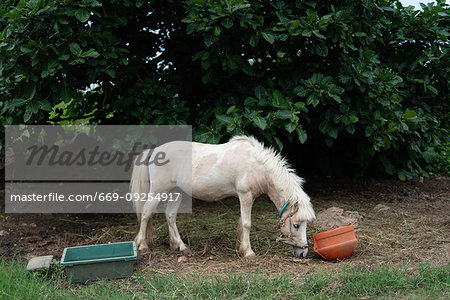 Horse in Taketomi Island, Okinawa Prefecture, Japan Horse in Taketomi Island, Okinawa Prefecture, Japan