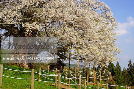 Daigozakura (Tree of Cherry Blossoms), Okayama Prefecture, Japan Daigozakura (Tree of Cherry Blossoms), Okayama Prefecture, Japan