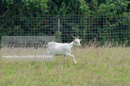 Goat at Iriomote Island, Okinawa Prefecture, Japan Goat at Iriomote Island, Okinawa Prefecture, Japan