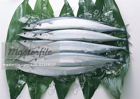 Saury
