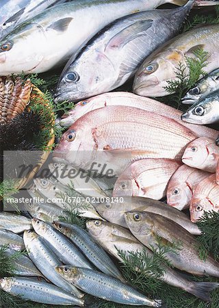 Fishery Products