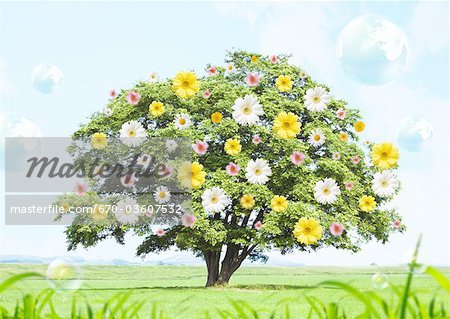 Tree covered with flowers Tree covered with flowers
