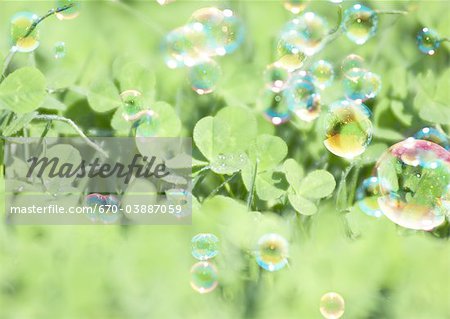 White clover and bubbles