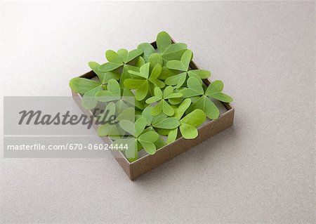 Leaves in a box