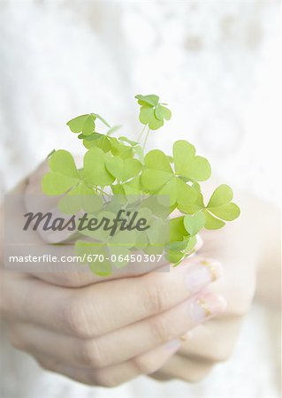 Hand holding oxalis leaves Hand holding oxalis leaves