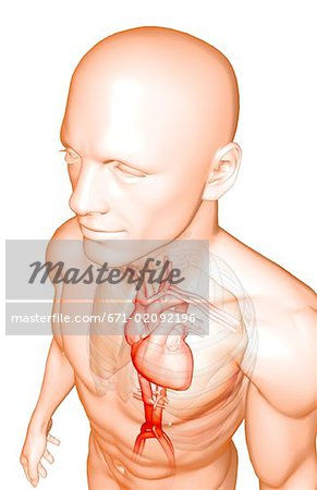 The heart and its major vessels