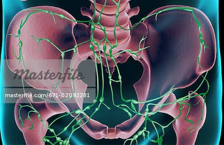 The lymph supply of the pelvis