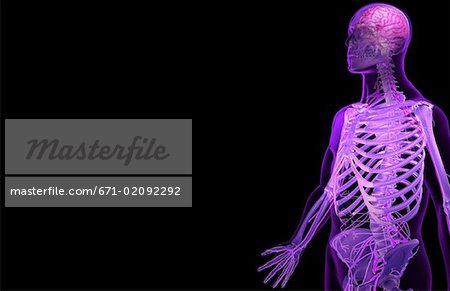 The nerves of the upper body