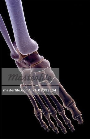 The bones of the foot