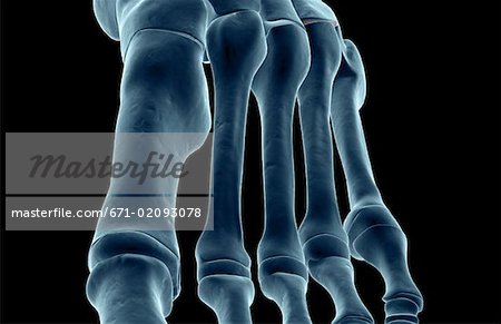 The bones of the foot