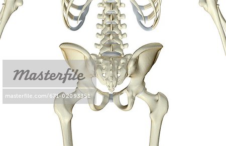 The bones of the lower body