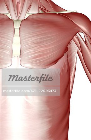 The muscles of the shoulder