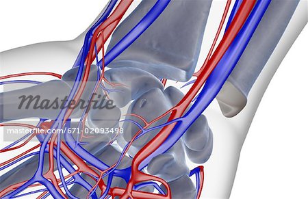 The blood supply of the wrist