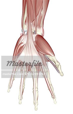 The muscles of the hand