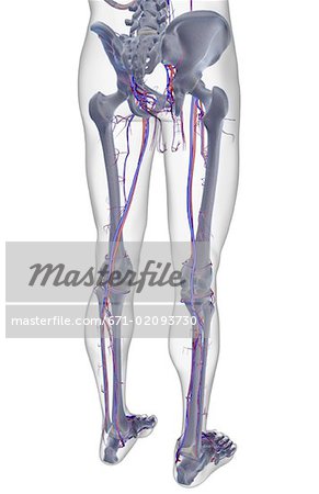 The blood supply of the lower body