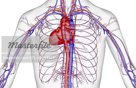 blood vessels of the upper body