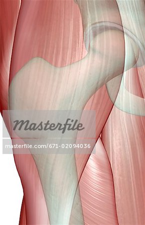 The musculoskeleton of the hip