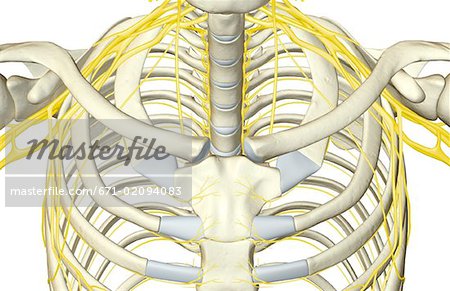 The nerves of the upper body