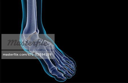 The bones of the foot