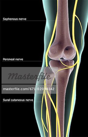 saphenous nerve knee