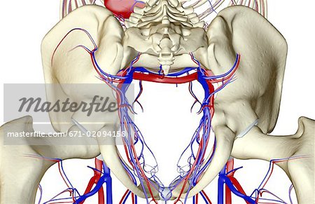 The blood supply of the pelvis