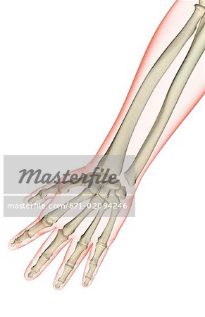 The bones of the forearm