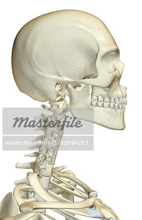 human skeleton head and neck