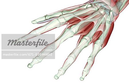 The musculoskeleton of the hand