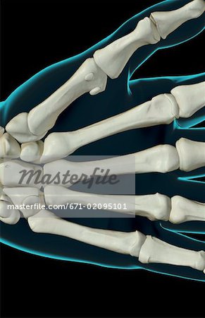 The bones of the hand