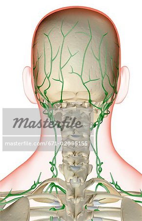 The Lymph Supply Of The Head And Neck Stock Photo Masterfile Premium Royalty Free Code 671