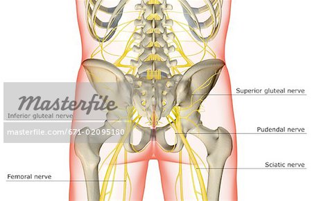 superior gluteal nerve model