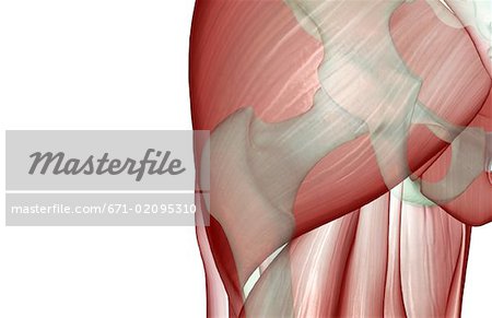 The musculoskeleton of the hip