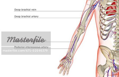 The blood supply of the upper limb - Stock Photo - Masterfile - Premium  Royalty-Free, Code: 671-02095379