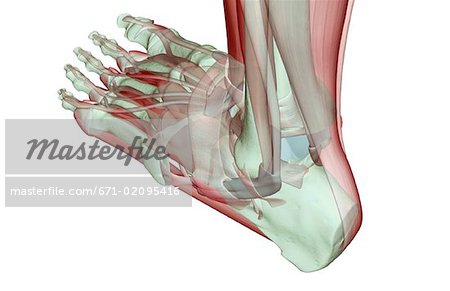 The musculoskeleton of the foot