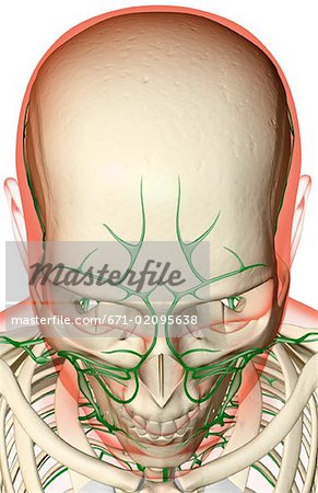 The lymph supply of the head and face