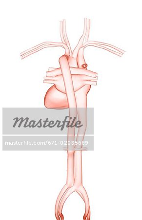 The heart and its major blood vessels