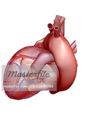 The coronary vessels of the heart