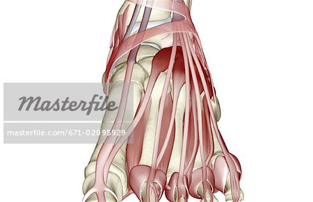 The muscles of the foot