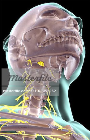 The nerves of the neck